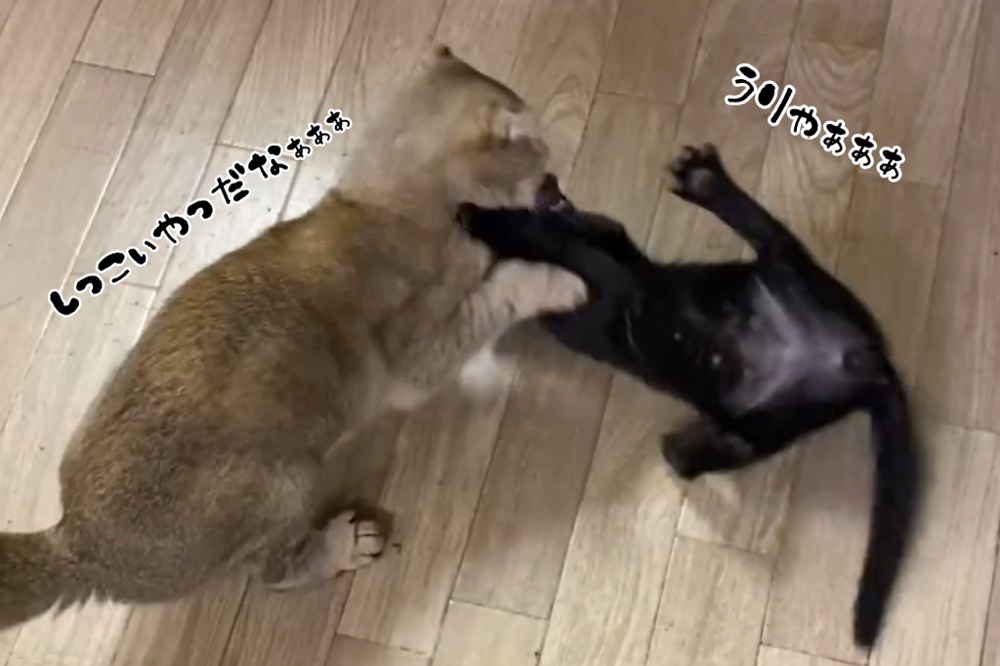 常にファイトを申し込まれるちび太…。