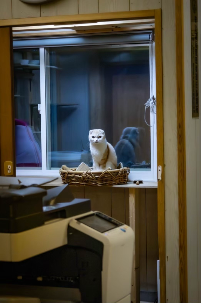 とても可愛い繊細なぽん太。猫部屋で離れて過ごします。