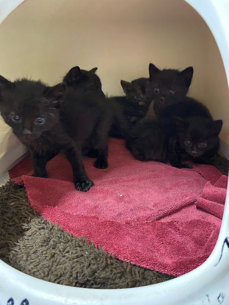 三条から、5匹の黒猫を保護してきました。