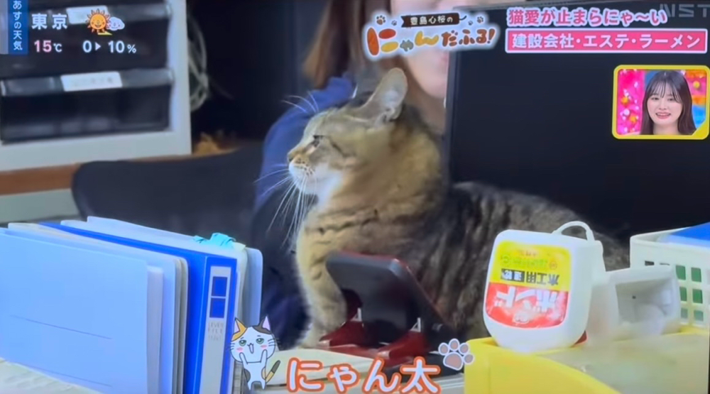デスクの隙間からチラリズムを狙うにゃん太。