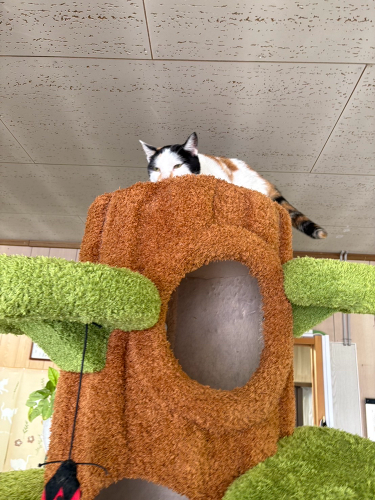 そう…。1番上は私の場所なのよ。(岩鉄)