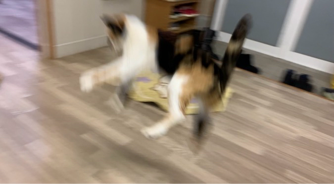 猫じゃらしに向かってFlyする小雪ww