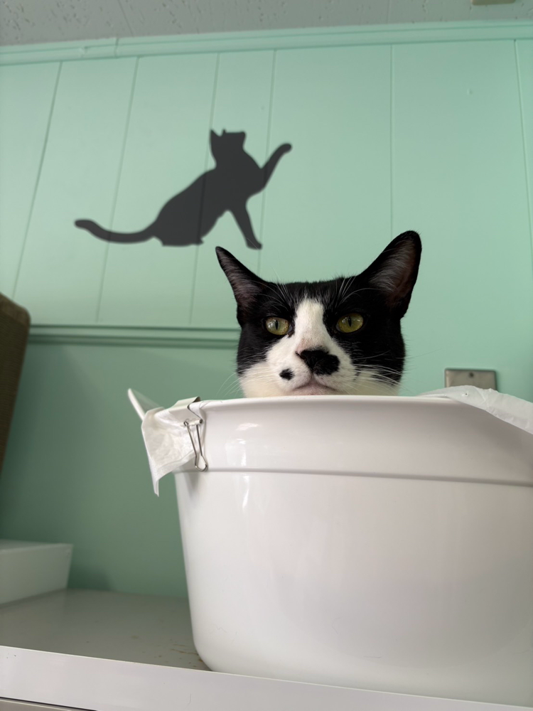 (ふふふ、この調子で猫王国にしてやる…)