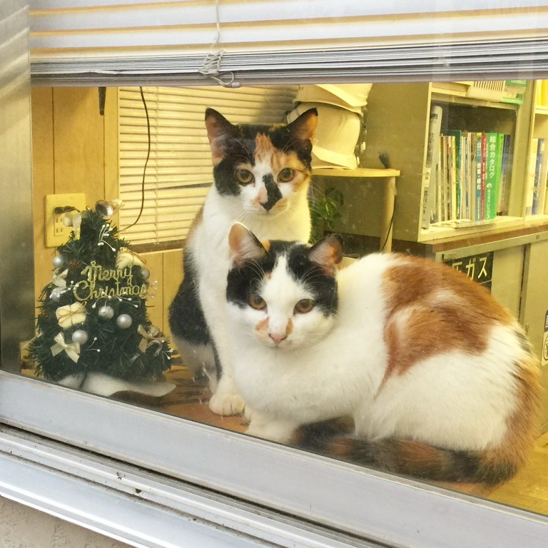 岩鉄の姉妹の小雪。岩鉄も寂しいよね。