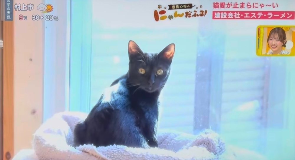 ちょっと！私の事忘れてない？！(にゃん吉)