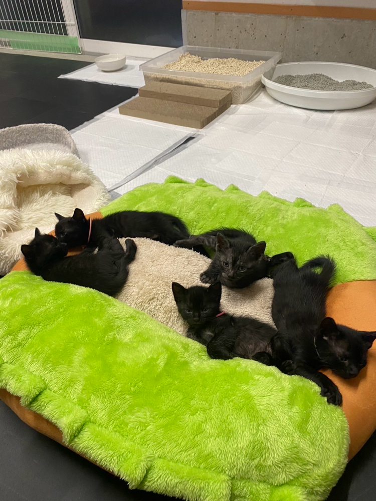 元気でホッと一安心。子猫達自身もこの安心感。