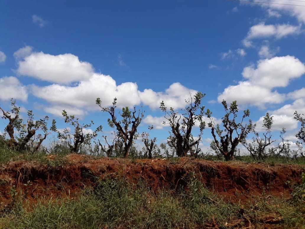 Sin hojas, la planta queda desprotegida y sufre el daño del sol directo y de las heladas. Foto tomada por Mara Schedler, Aristóbulo del Valle, marzo 2021.