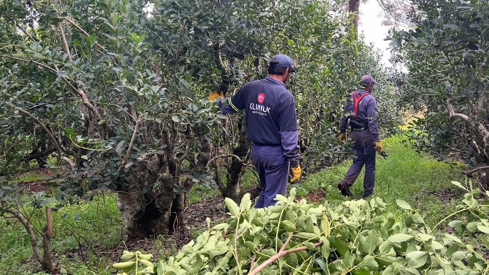 Empresario yerbatero advierte una zafra complicada: “La actividad está muy golpeada e impacta en toda la cadena productiva”