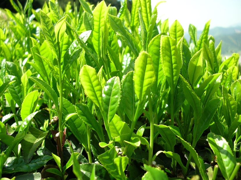 ¿Sabías que Argentina es el mayor productor de hojas de té en América? 