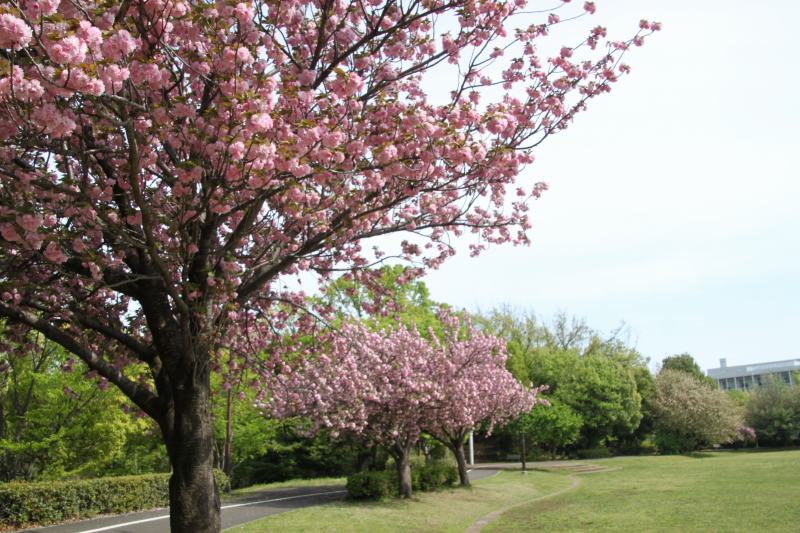 夕方桜 The cherry blossoms of Arakurayama Sengen Park (Chureito