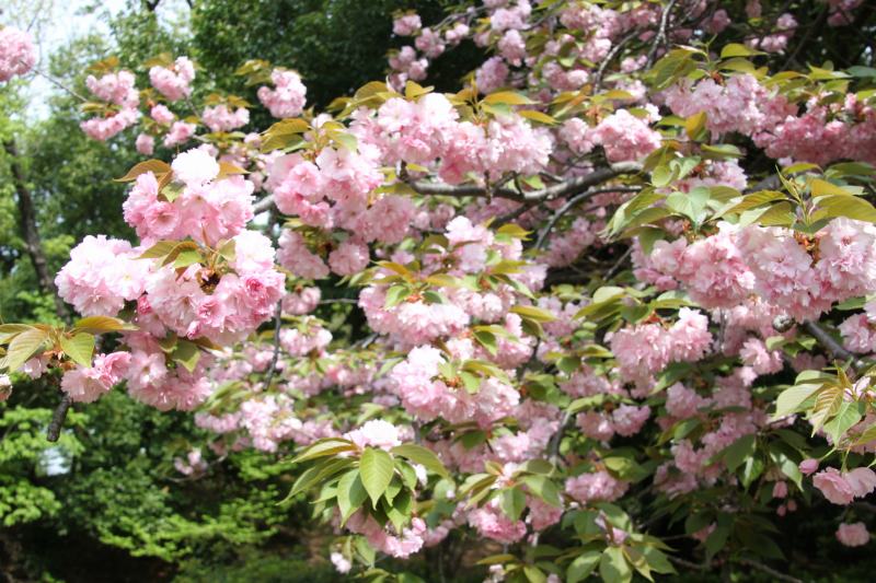 夕方桜 河口湖北岸ウォーキングトレイル！満開の桜並木と富士山撮影