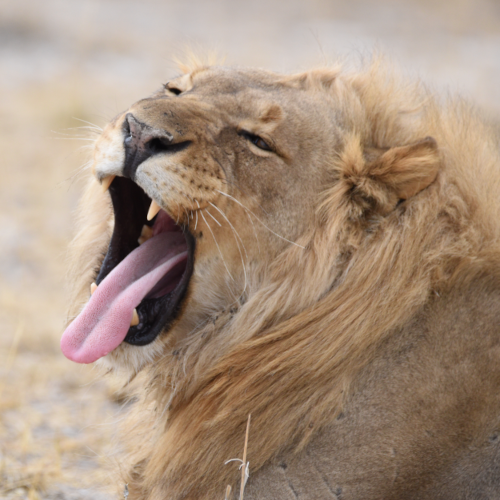 Etosha - man kann sich einfach nicht sattsehen