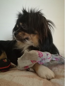 Gizmo