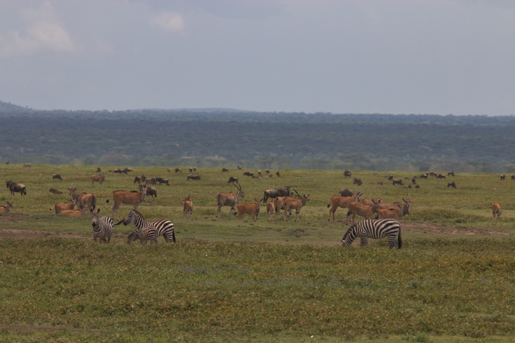 Noch  nie haben wir so viele Eland-Antilopen auf einem Fleck gesehen!