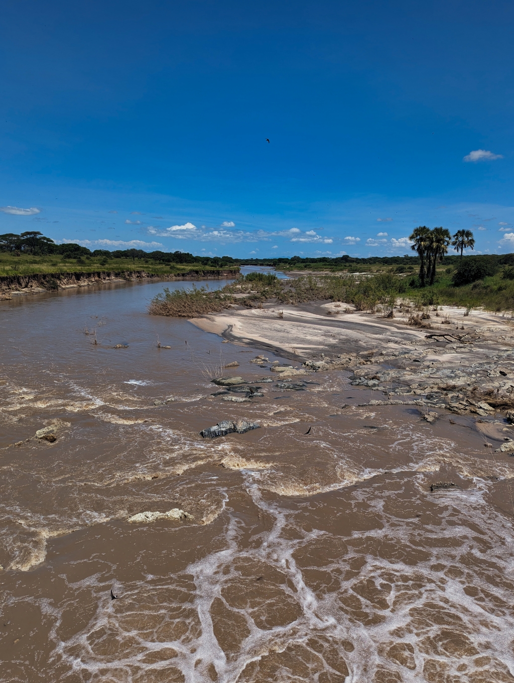 Am Tarangire River