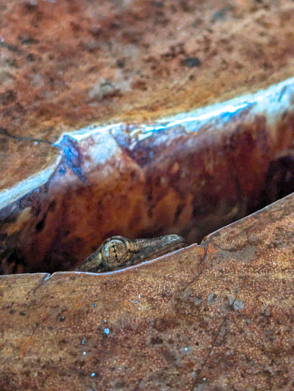 Meet Fridolin, the tame gecko... Aber bring frisch gefangene Fliegen mit! :)