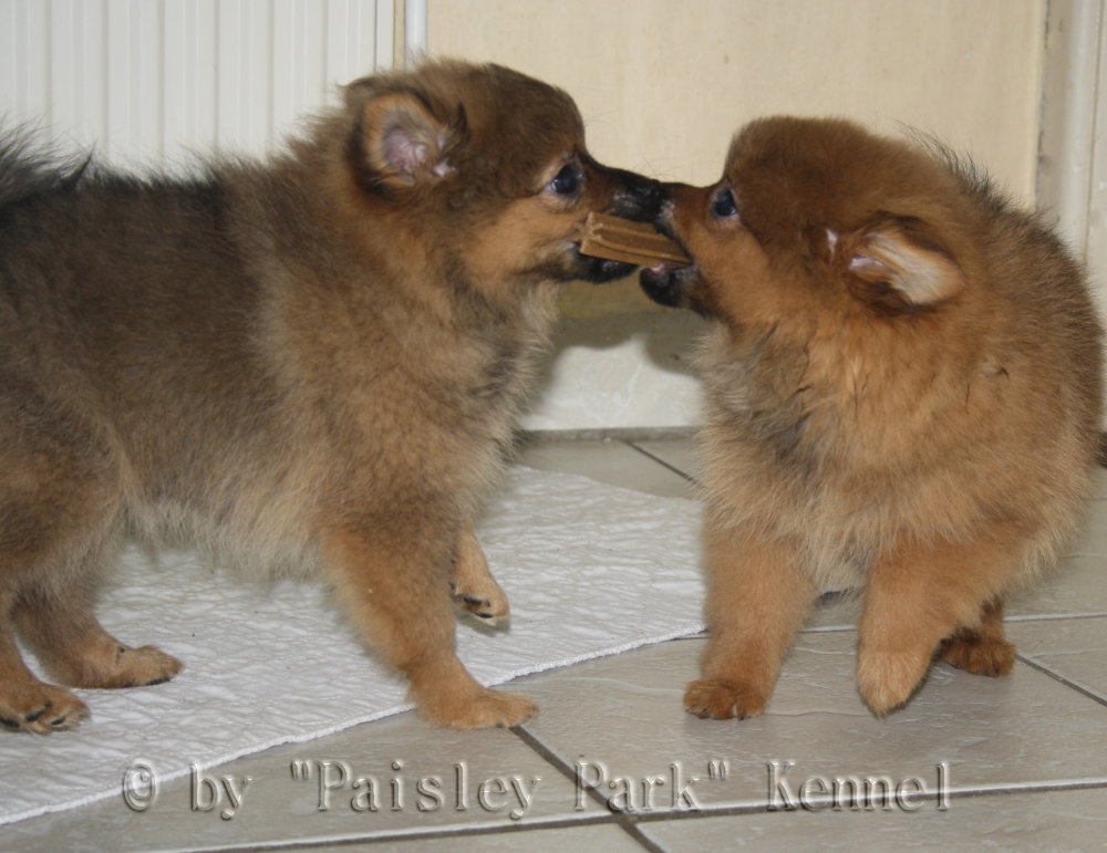 Polle und Prince