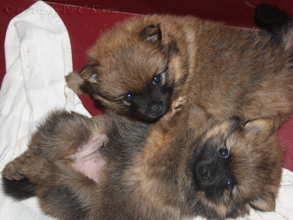 Polle und Amadeus