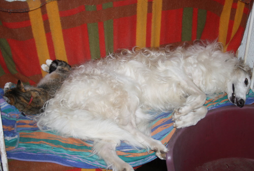 Mit der Mietzekatze im Bett...