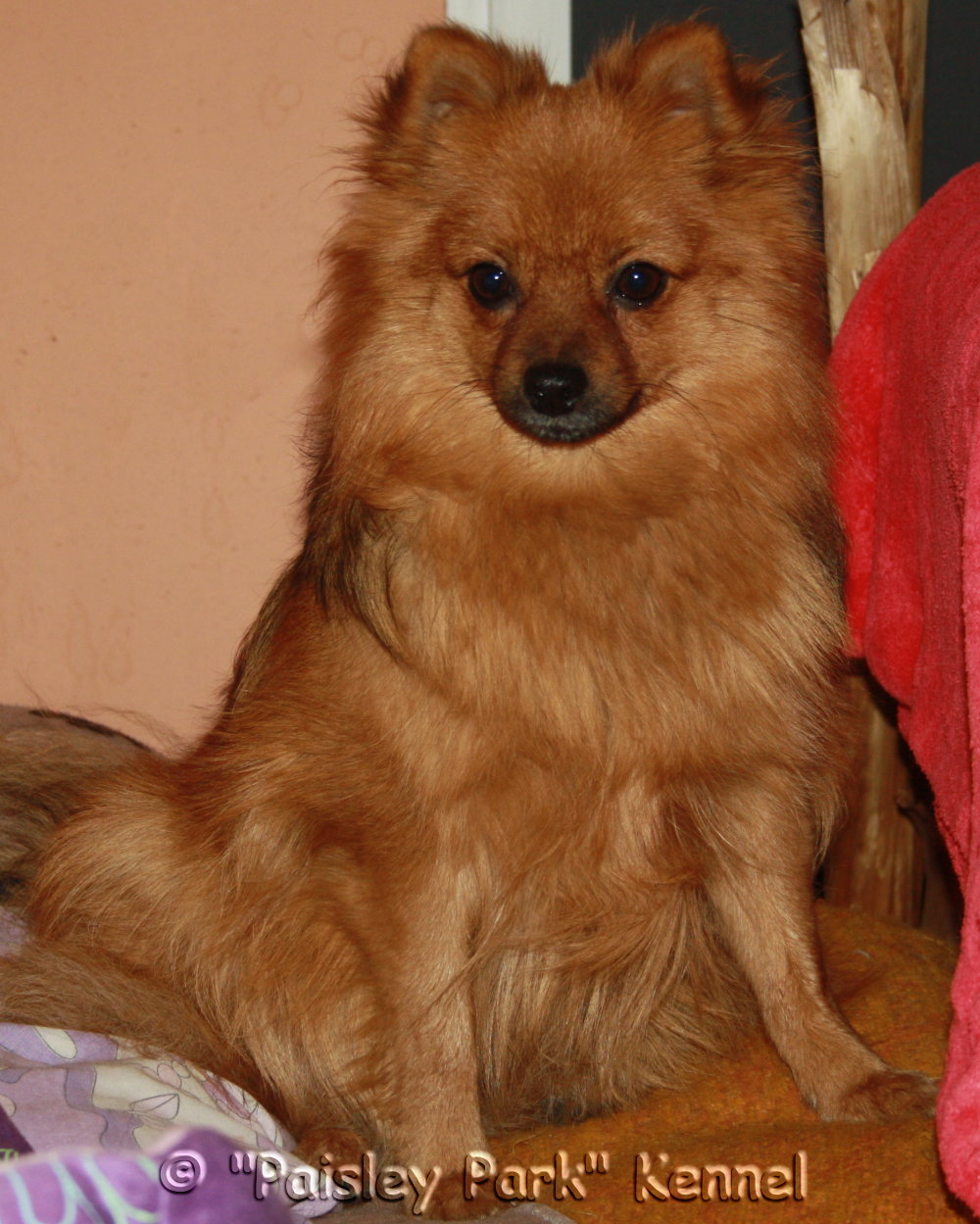 Polle