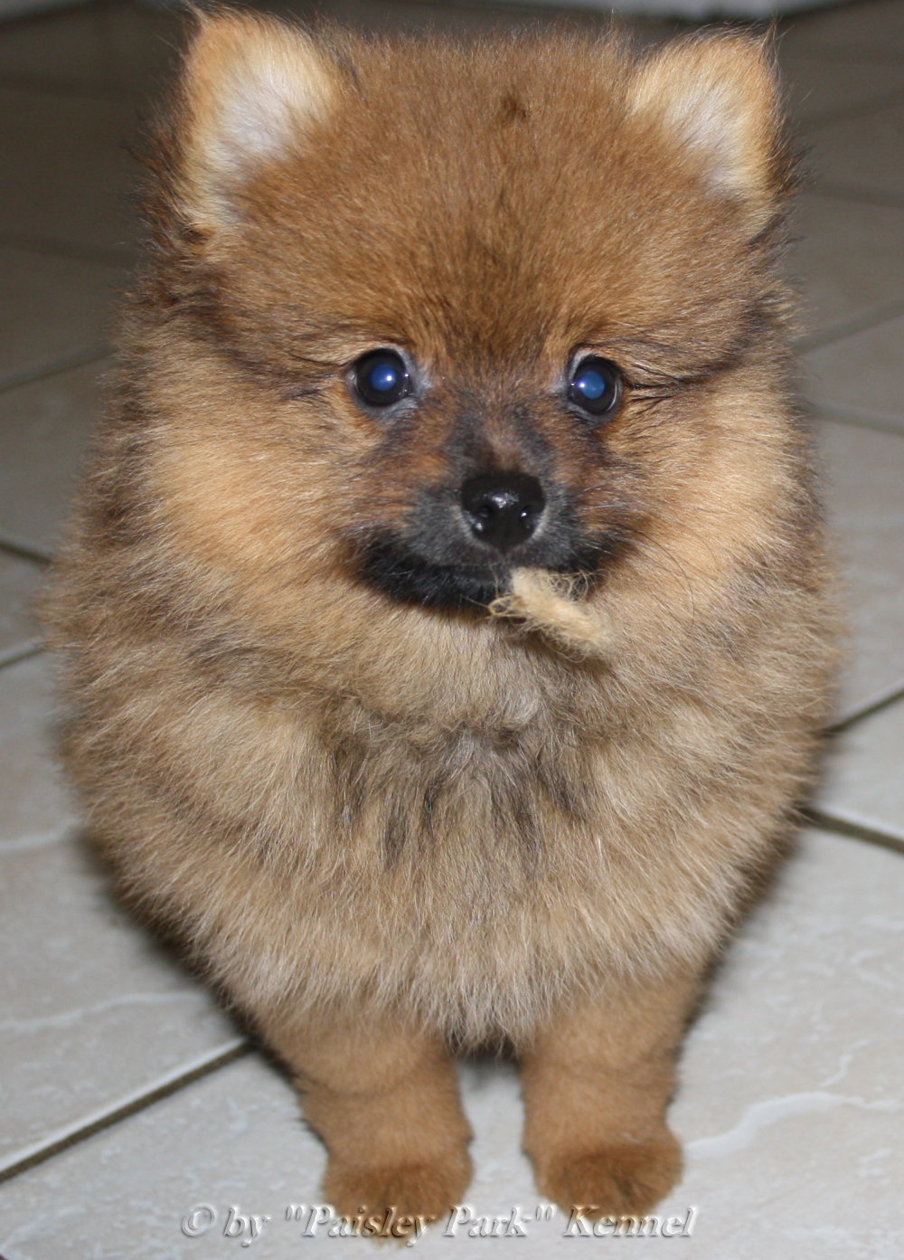 Prince