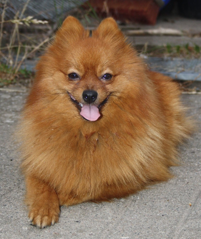 Möppi
