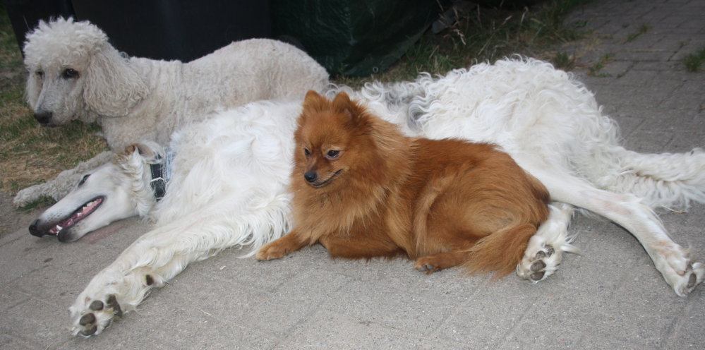 Möppi mit Igor