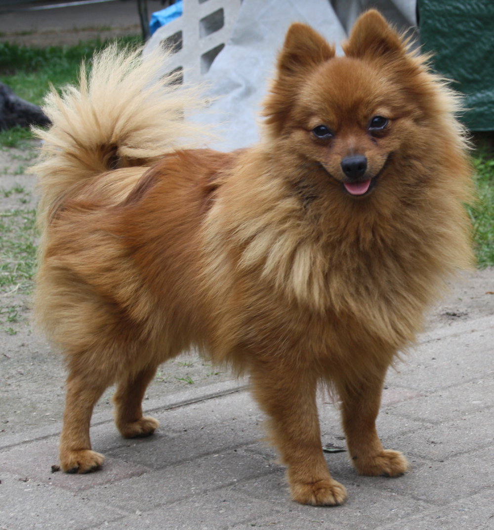 Möppi