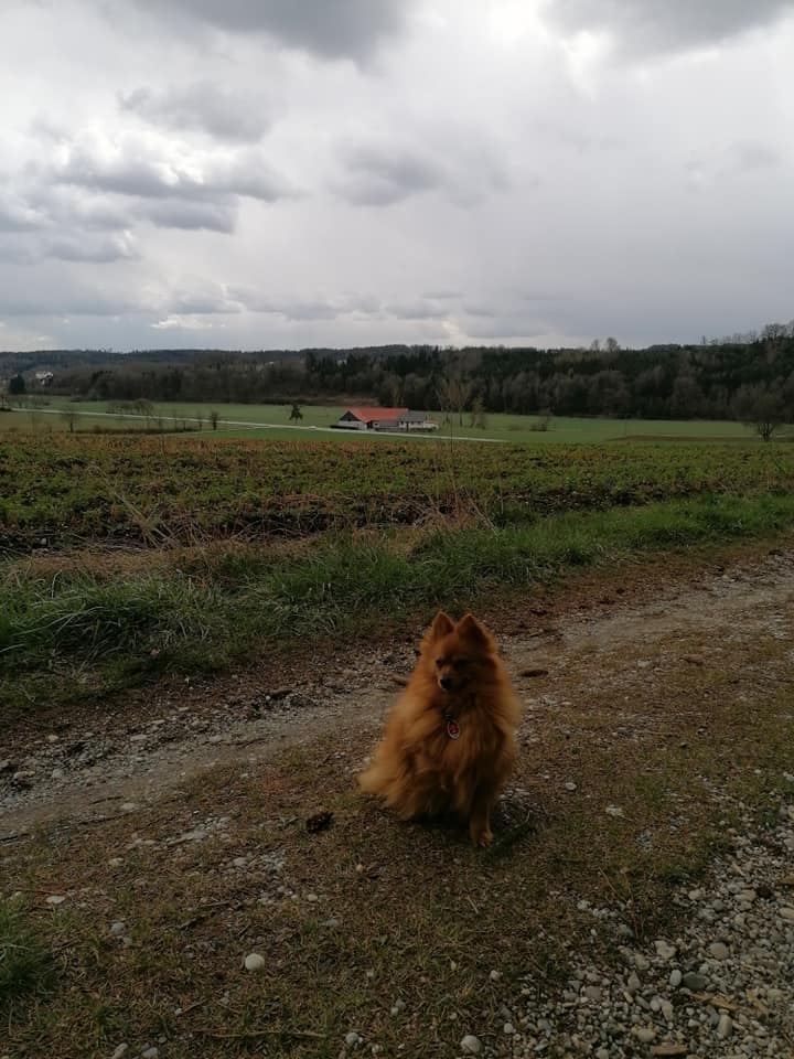 Möppi in herrlicher, bayrischer Landschaft