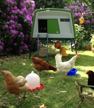 MIETE EIN HUHN - Das große Komplettpaket