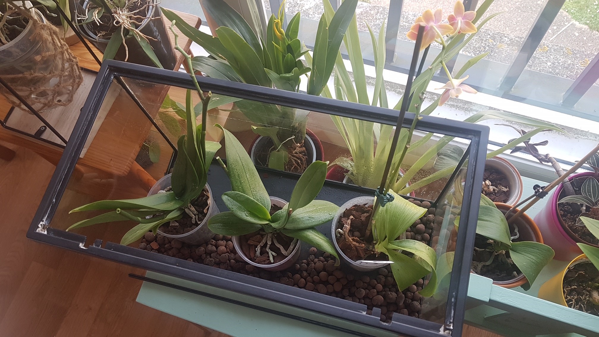 Orchidarium n°2