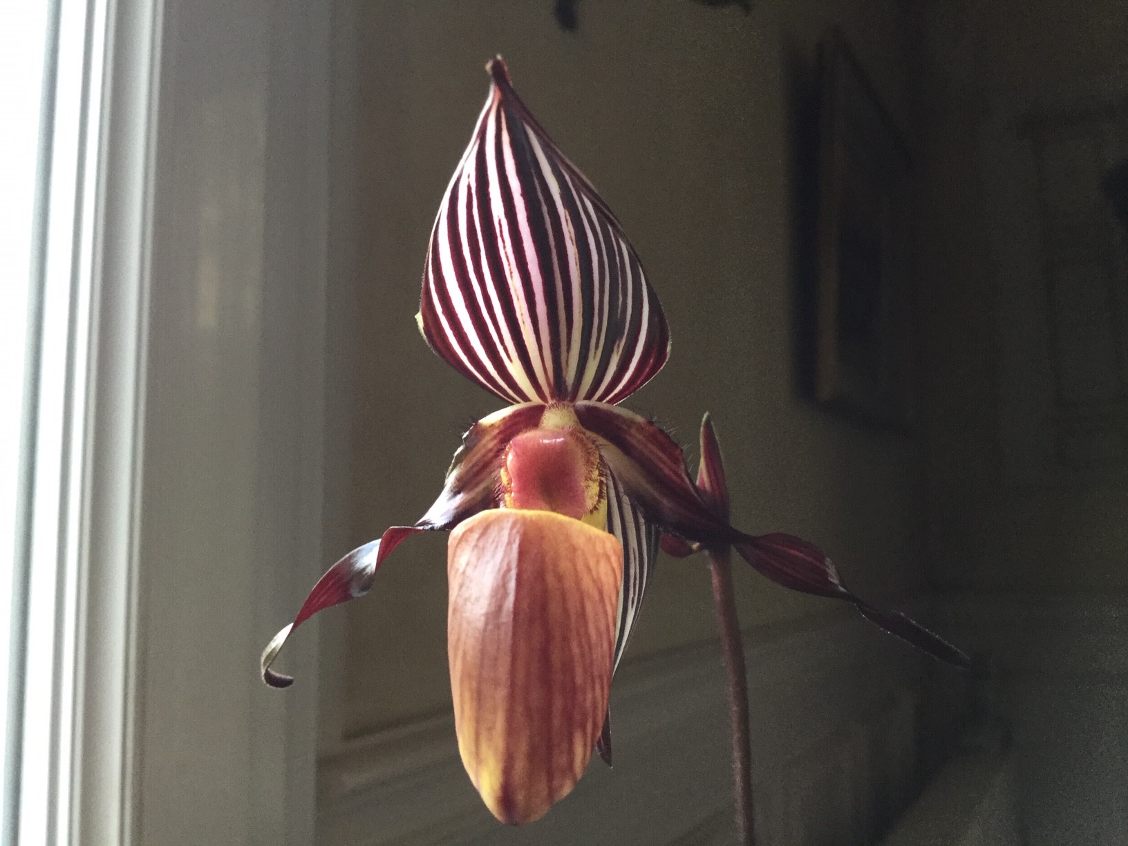 Paphiopedilum wilhelminae