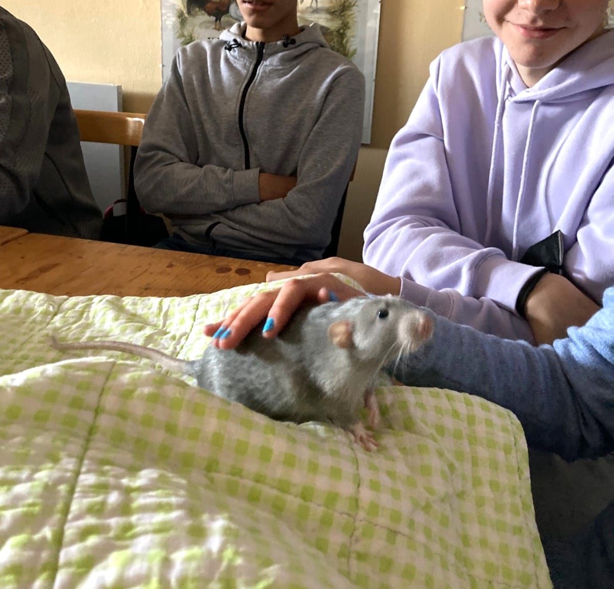 Ratten in der Tiergestützten Intervention