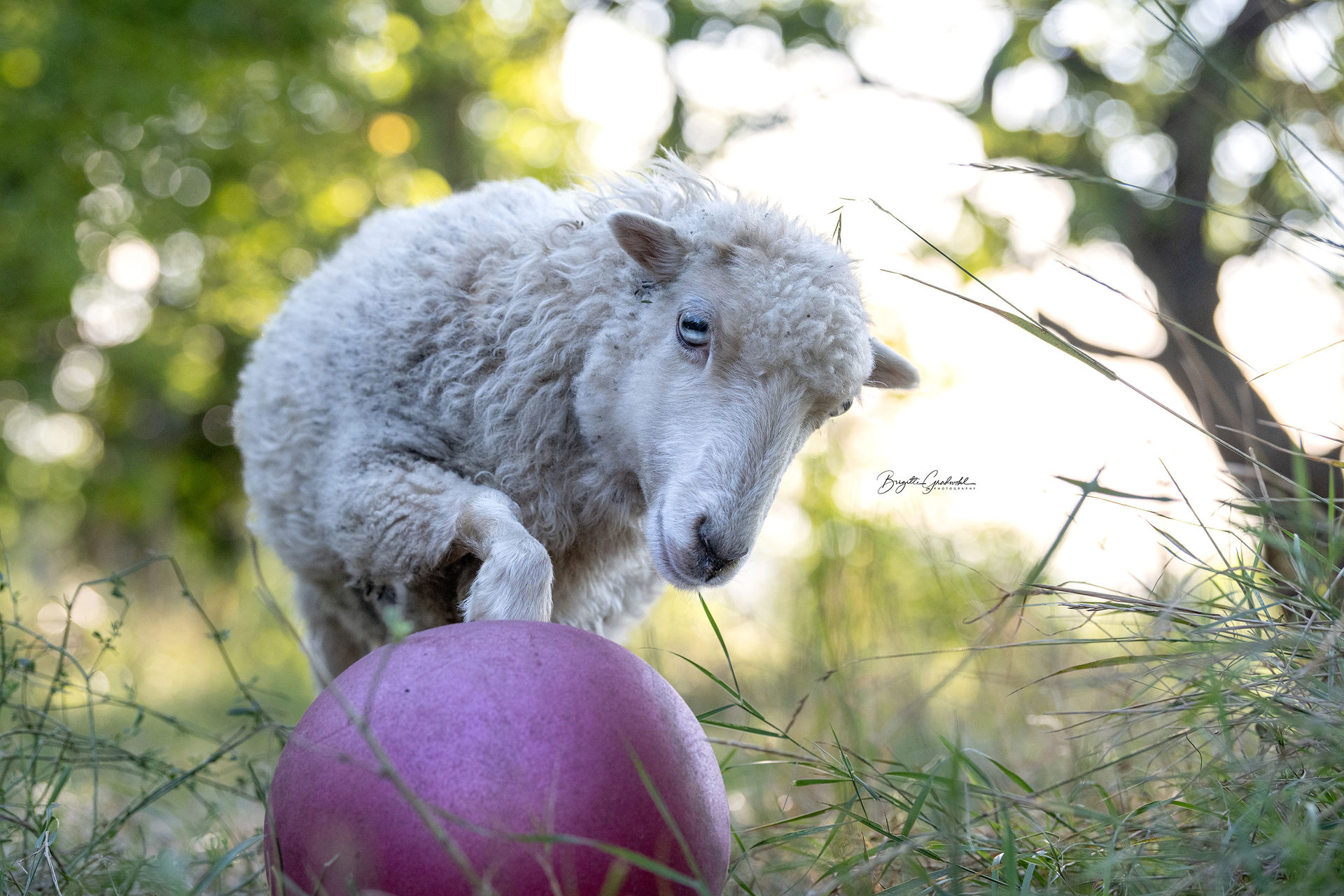 Brauchen Schafe (Tiere) Tricks & Training?