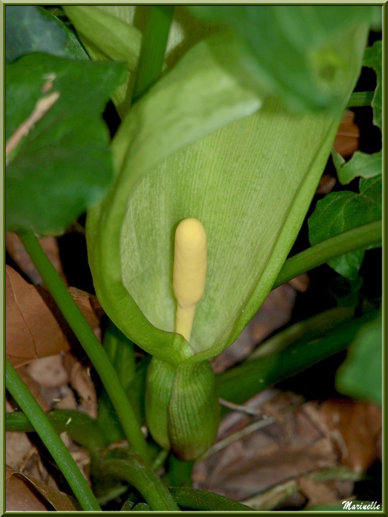 Arum tacheté ou Pied de Veau en fleur, flore sur le Bassin d'Arcachon (33) 