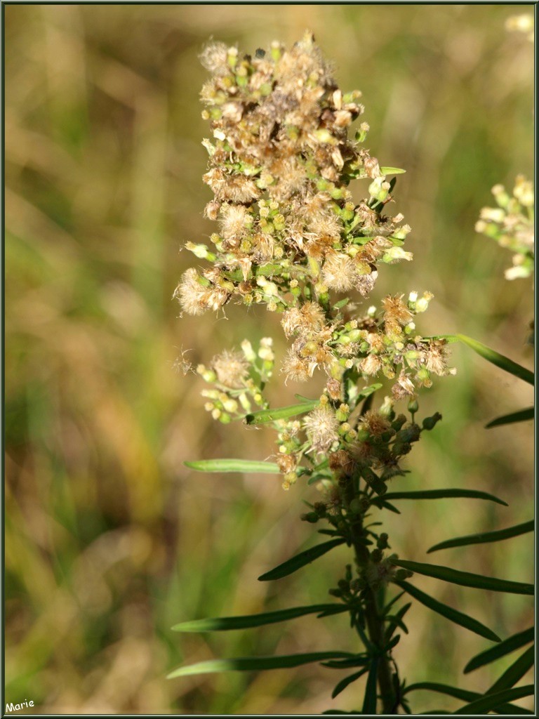 Millepertuis ou Hypericum ou Chasse Diable avec ses akènes en automne, flore sur le Bassin d'Arcachon (33)