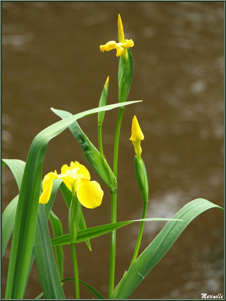 Iris des Marais, flore Bassin d'Arcachon (33)