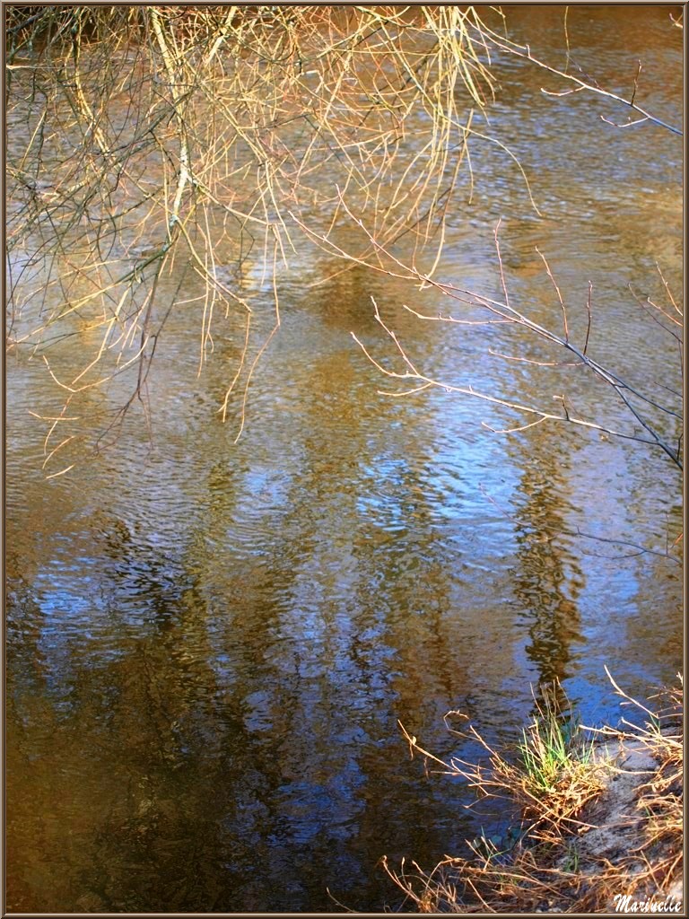 La Leyre, sa végétation et ses reflets en hiver, Sentier du Littoral au lieu-dit Lamothe, Le Teich, Bassin d'Arcachon (33) 