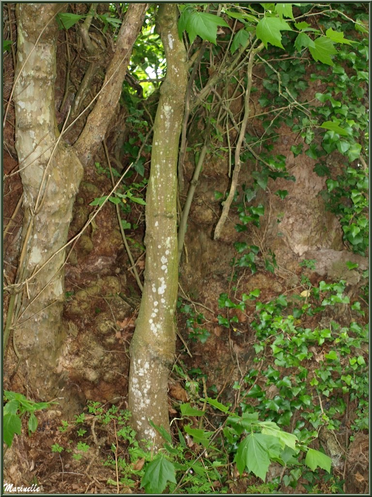  Végétation ancestrale sur le Trieux, Pontieux, Côte d'Armor (22)