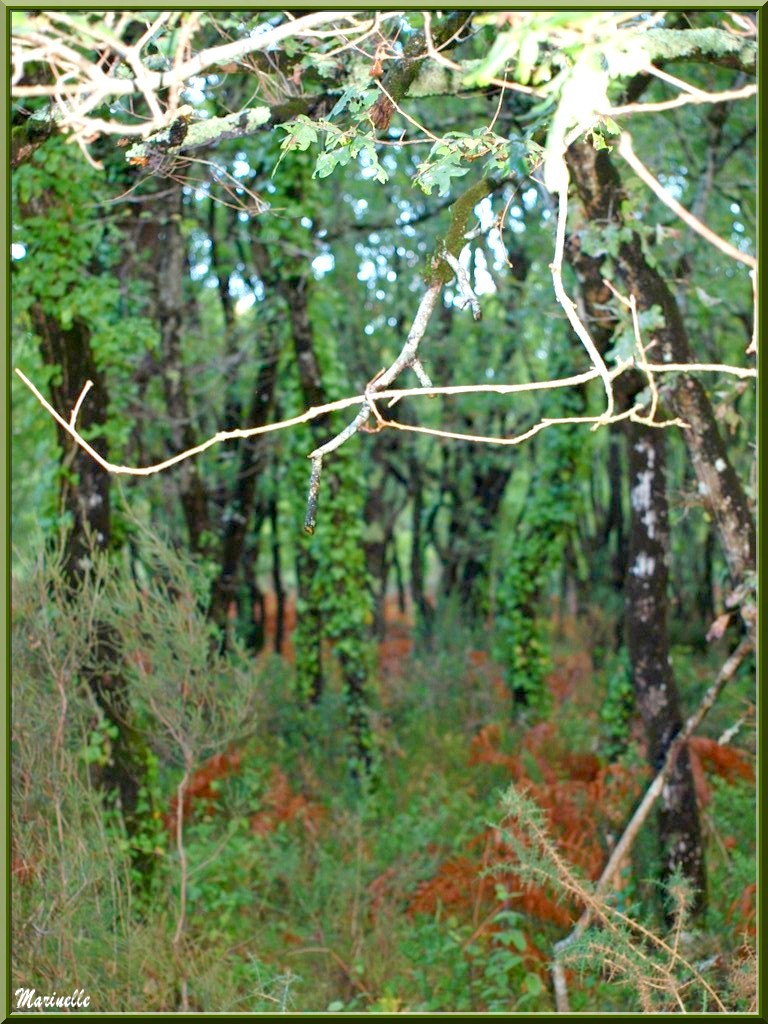 Méli mélo forestier : chênes au tronc envahi de lierre, fougères et autre végétation automnale, en forêt sur le Bassin d'Arcachon (33) 