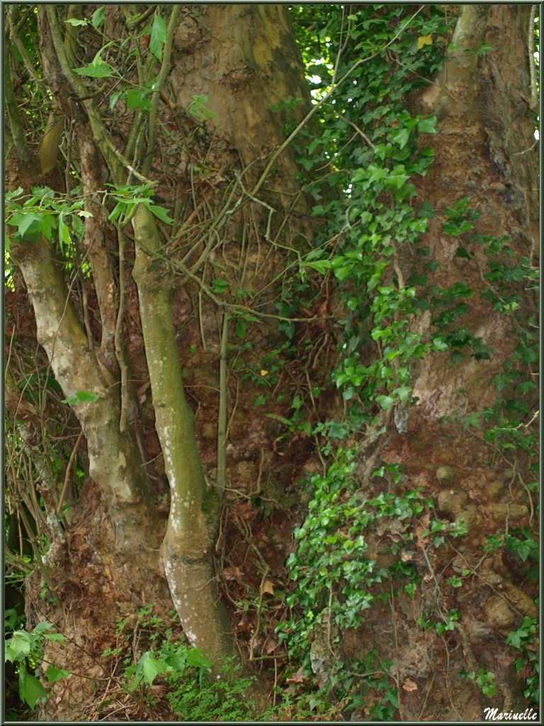 Végétation ancestrale sur le Trieux, Pontieux, Côte d'Armor (22)