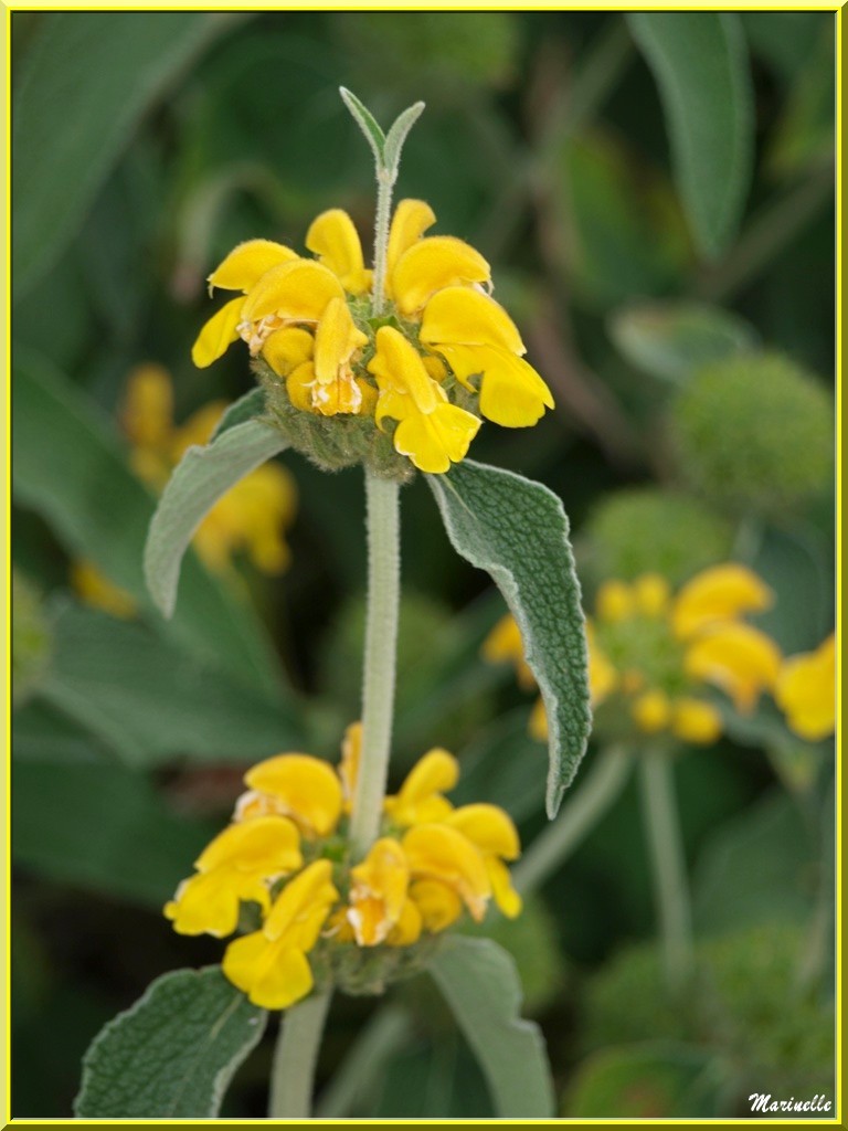Phlomis Ligneux ou Sauge de Jérusalem au détour d'une ruelle - Goult, Lubéron - Vaucluse (84) 