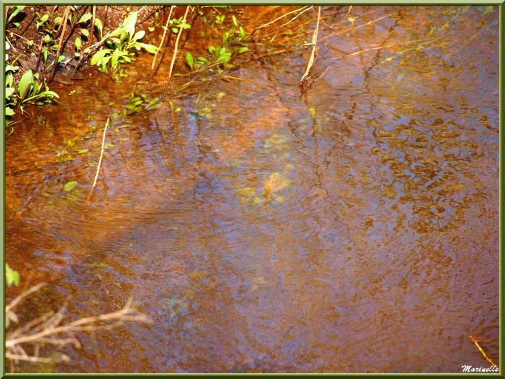 Reflets printaniers en bordure de La Leyre, Sentier du Littoral au lieu-dit Lamothe, Le Teich, Bassin d'Arcachon (33) 