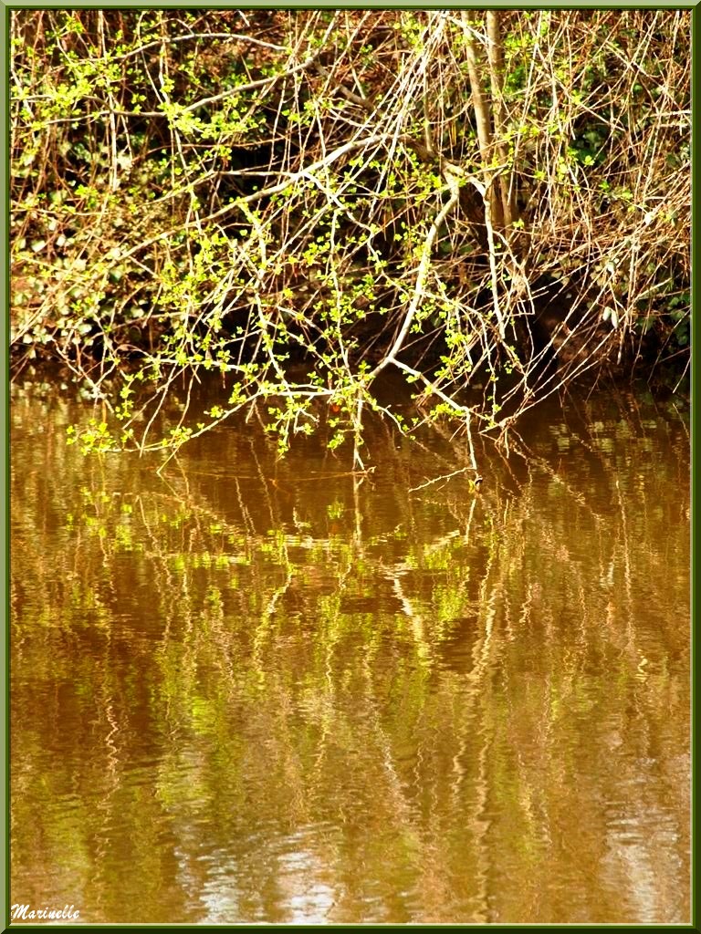 Reflets printaniers en bordure de La Leyre, Sentier du Littoral au lieu-dit Lamothe, Le Teich, Bassin d'Arcachon (33)