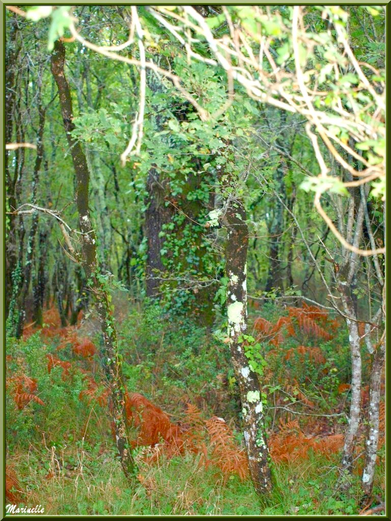 Méli mélo forestier : chênes au tronc envahi de lierre, fougères et autre végétation automnale, en forêt sur le Bassin d'Arcachon (33) 
