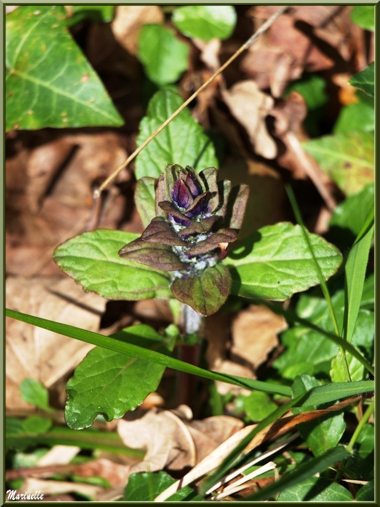 Bugle Rampant ou Consire ou Herbe de Saint-Laurent ou Petite Consoude ou Serragine, flore sur le Bassin d'Arcachon (33) 