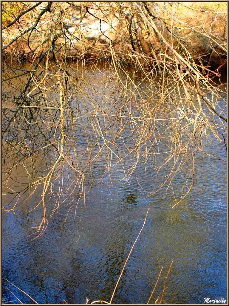 La Leyre, sa végétation et ses reflets en hiver, Sentier du Littoral au lieu-dit Lamothe, Le Teich, Bassin d'Arcachon (33) 