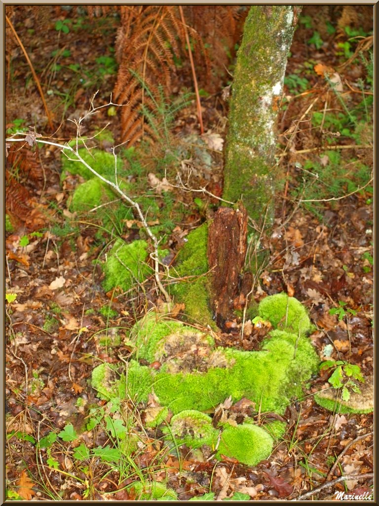 Méli mélo forestier automnal : fougères, mousse, feuilles de chêne et tronc d'arbre, forêt sur le Bassin d'Arcachon (33)