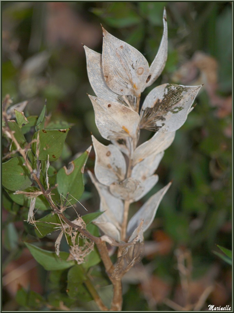 Comme une dentelle, Fragon Petit-Houx en tenue hivernale, flore Bassin d'Arcachon (33)