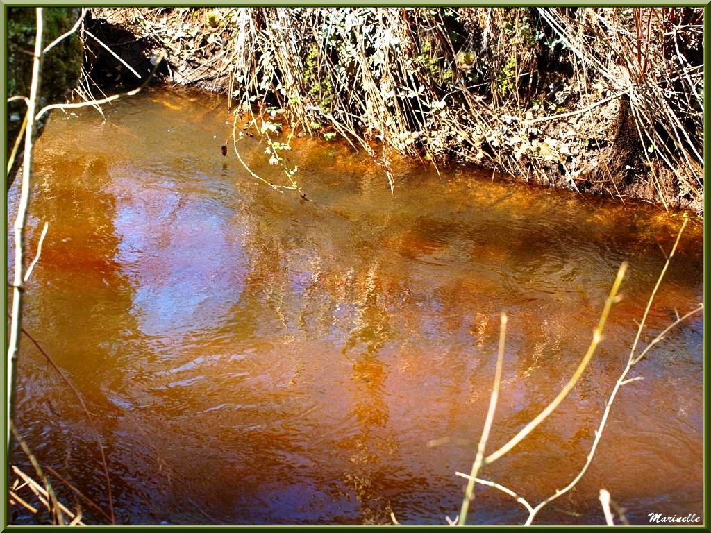 Reflets printaniers en bordure de La Leyre, Sentier du Littoral au lieu-dit Lamothe, Le Teich, Bassin d'Arcachon (33) 